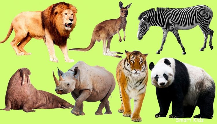 Hayvanların Üreme Şekilleri Nelerdir? Kişisel Bilgi